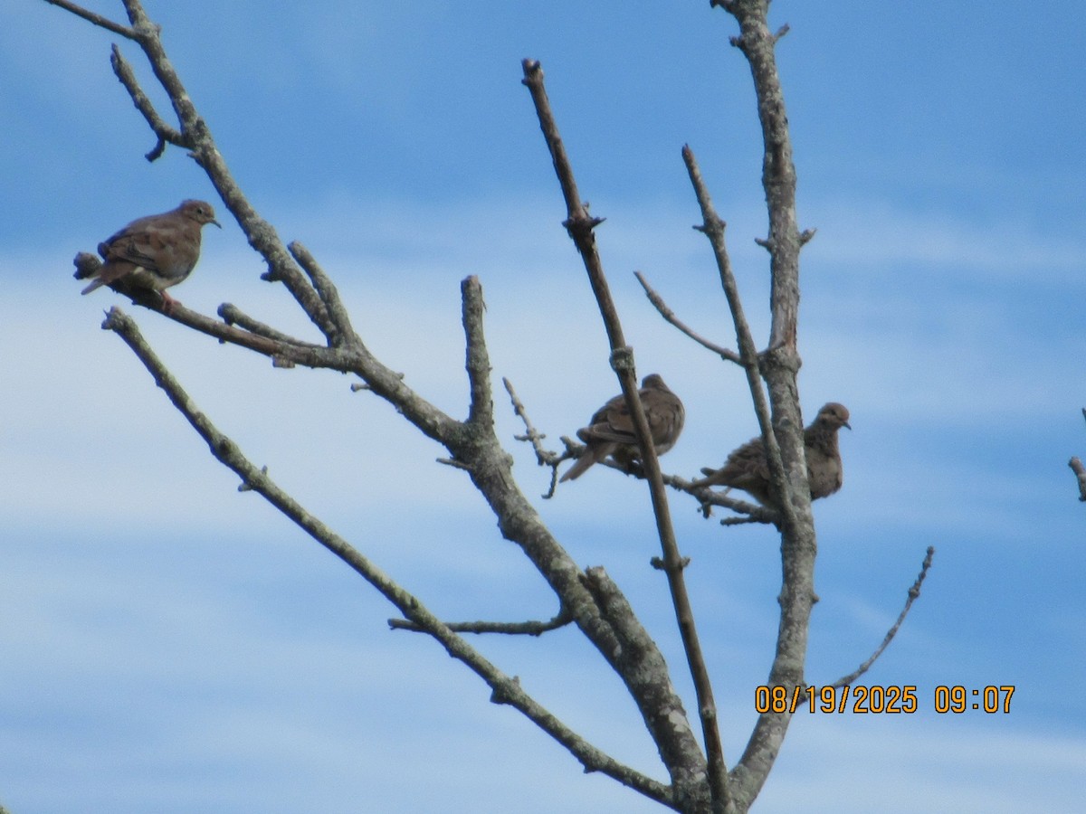 Mourning Dove - ML640691363
