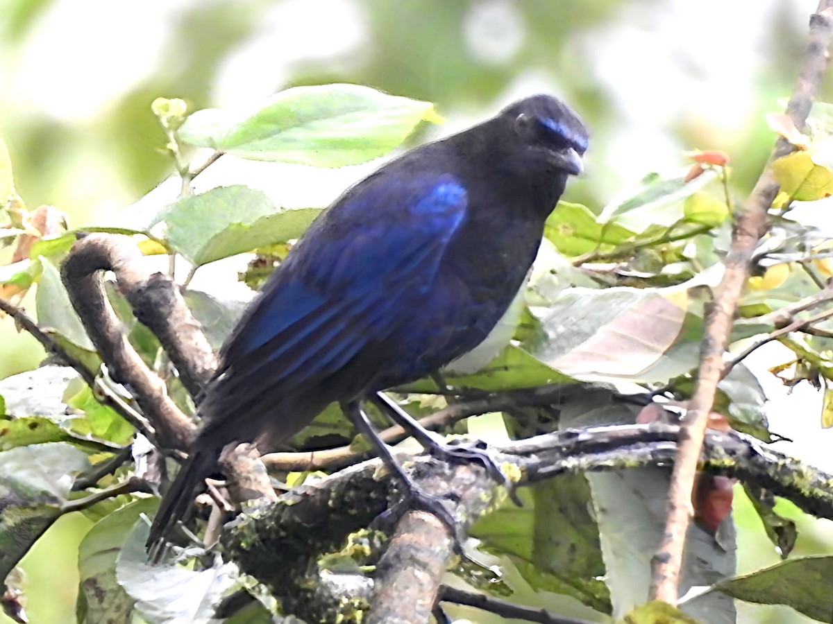 Malabar Whistling-Thrush - ML640691375