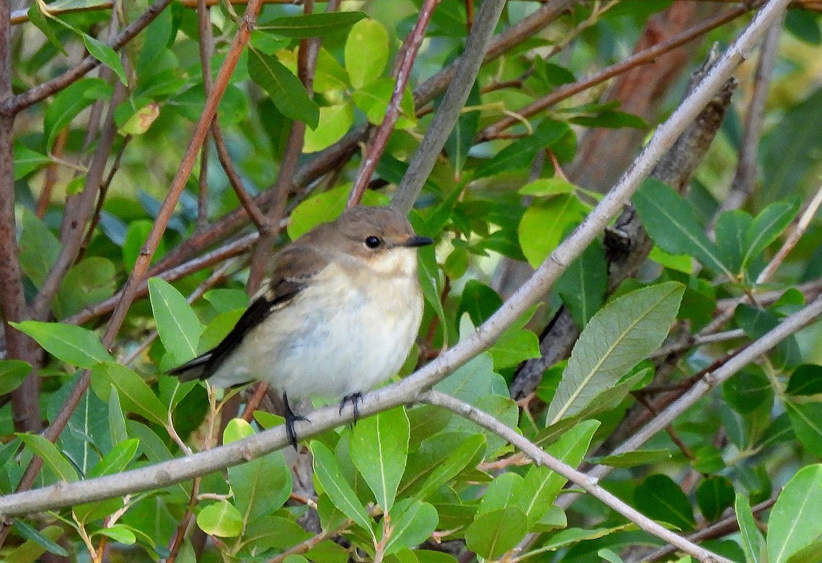 European Pied Flycatcher - ML640691393