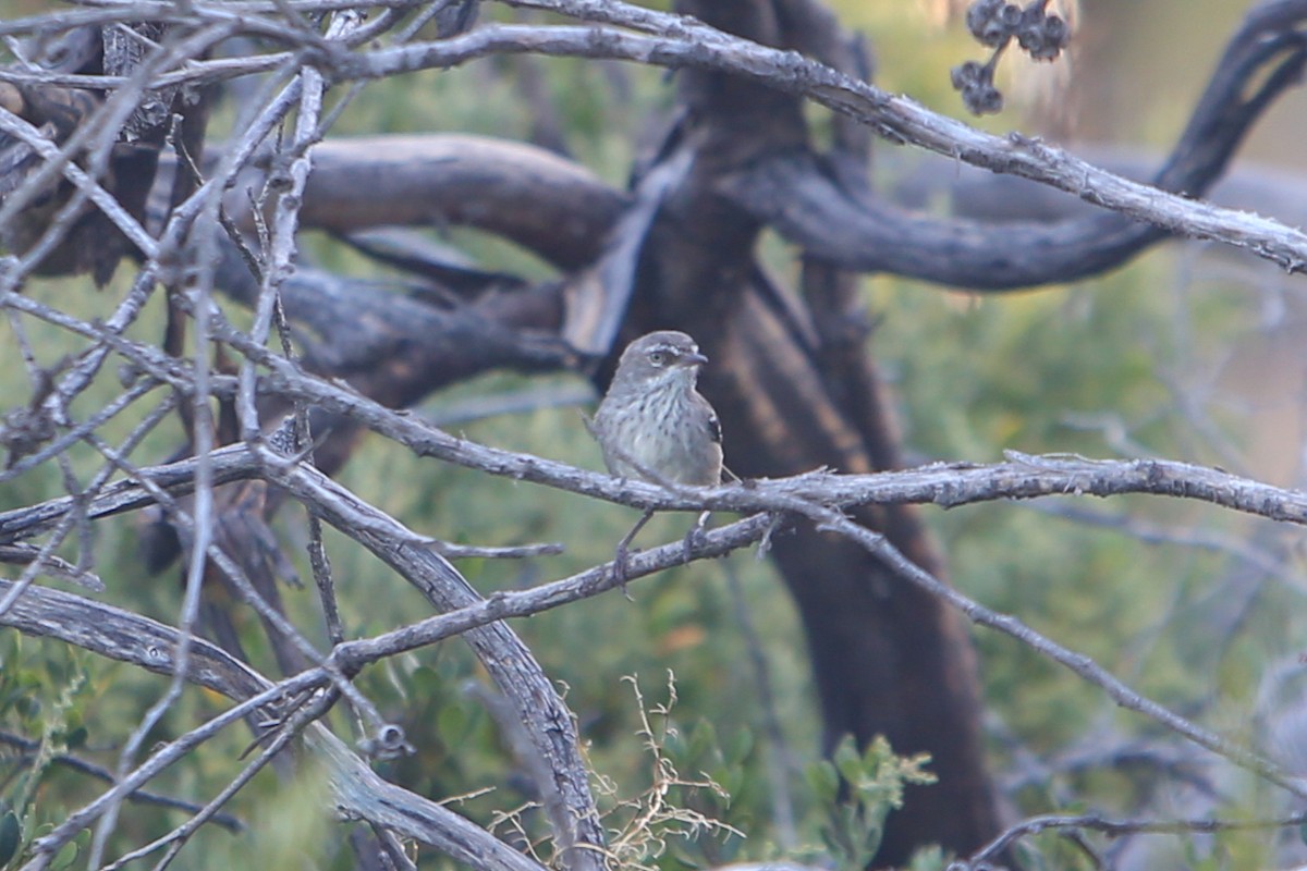 Spotted Scrubwren - ML640691422