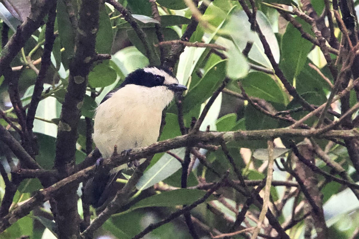Gray-green Bushshrike - ML640691441