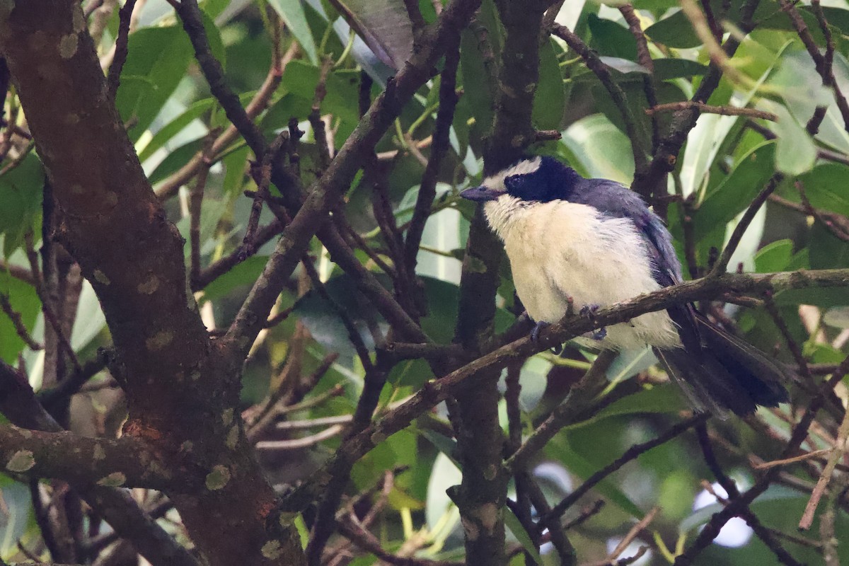 Gray-green Bushshrike - ML640691446