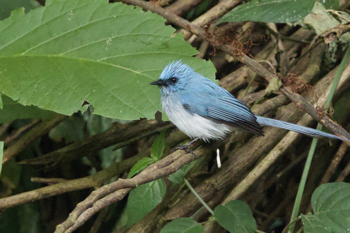 African Blue Flycatcher - ML640691499