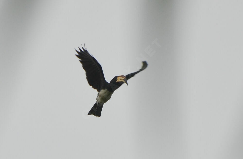 West African Pied Hornbill - ML640691540