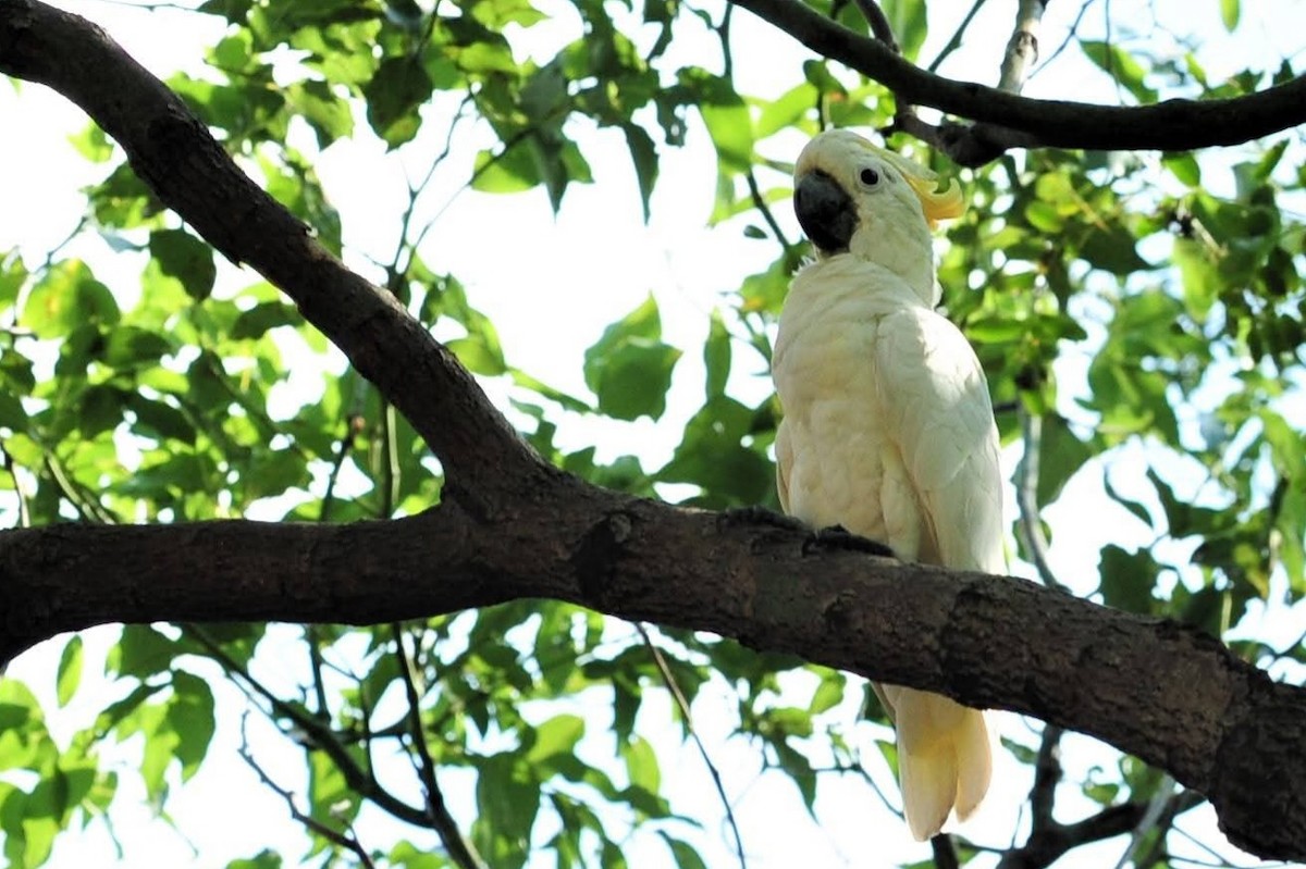 Yellow-crested Cockatoo - ML640691549