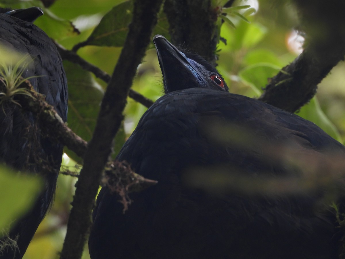 Schwarzguan - ML640691573