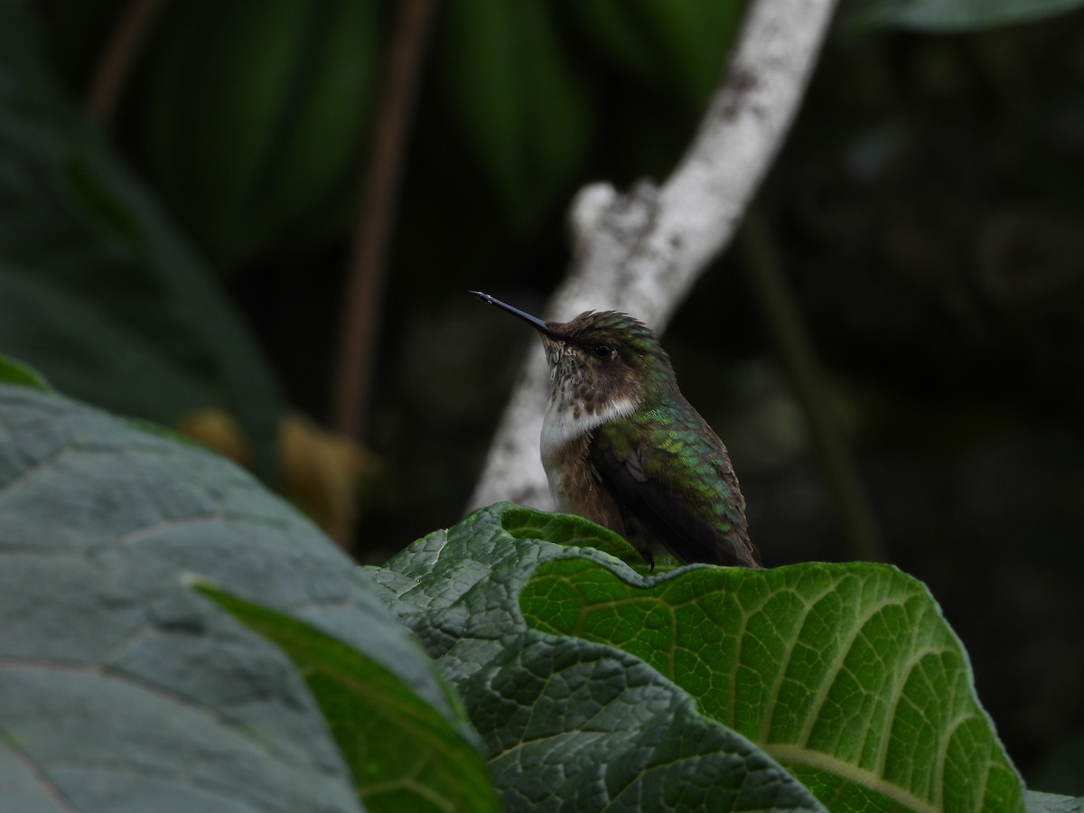 Volcano Hummingbird - ML640691644