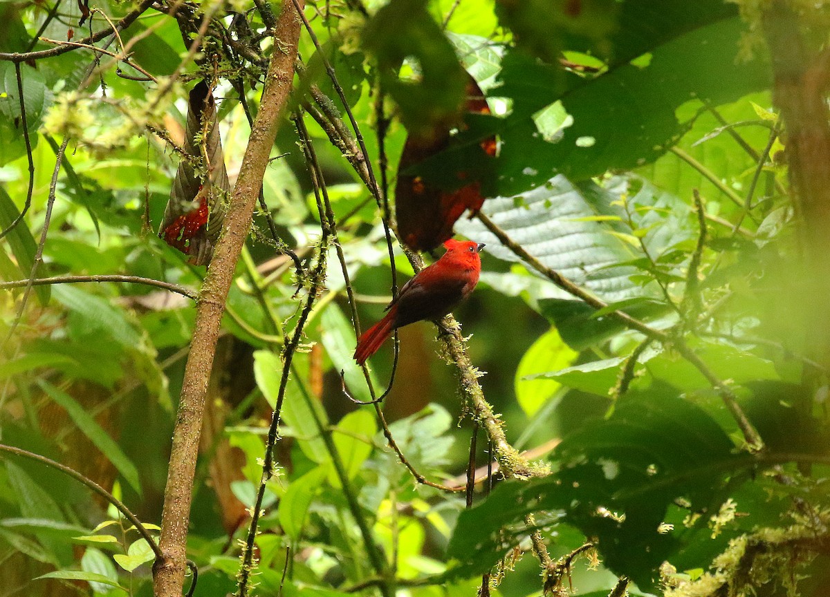 Crested Ant-Tanager - ML640691646