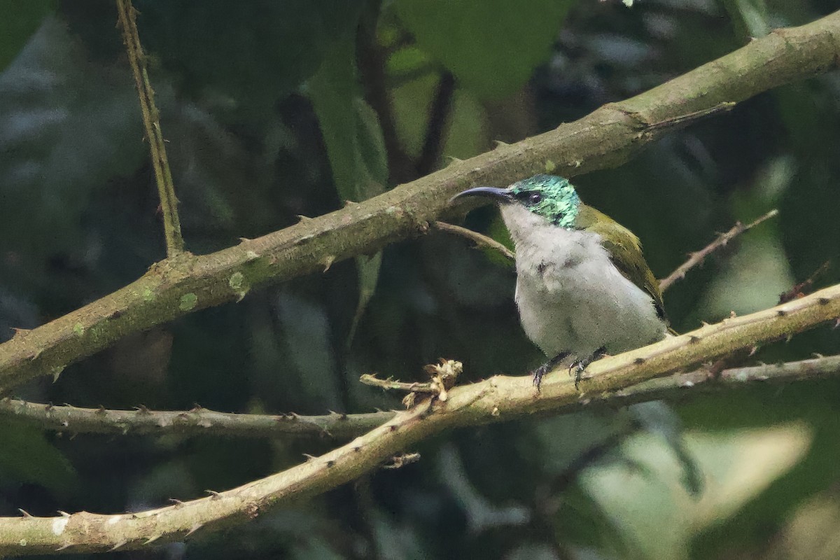 Green-headed Sunbird - ML640691653