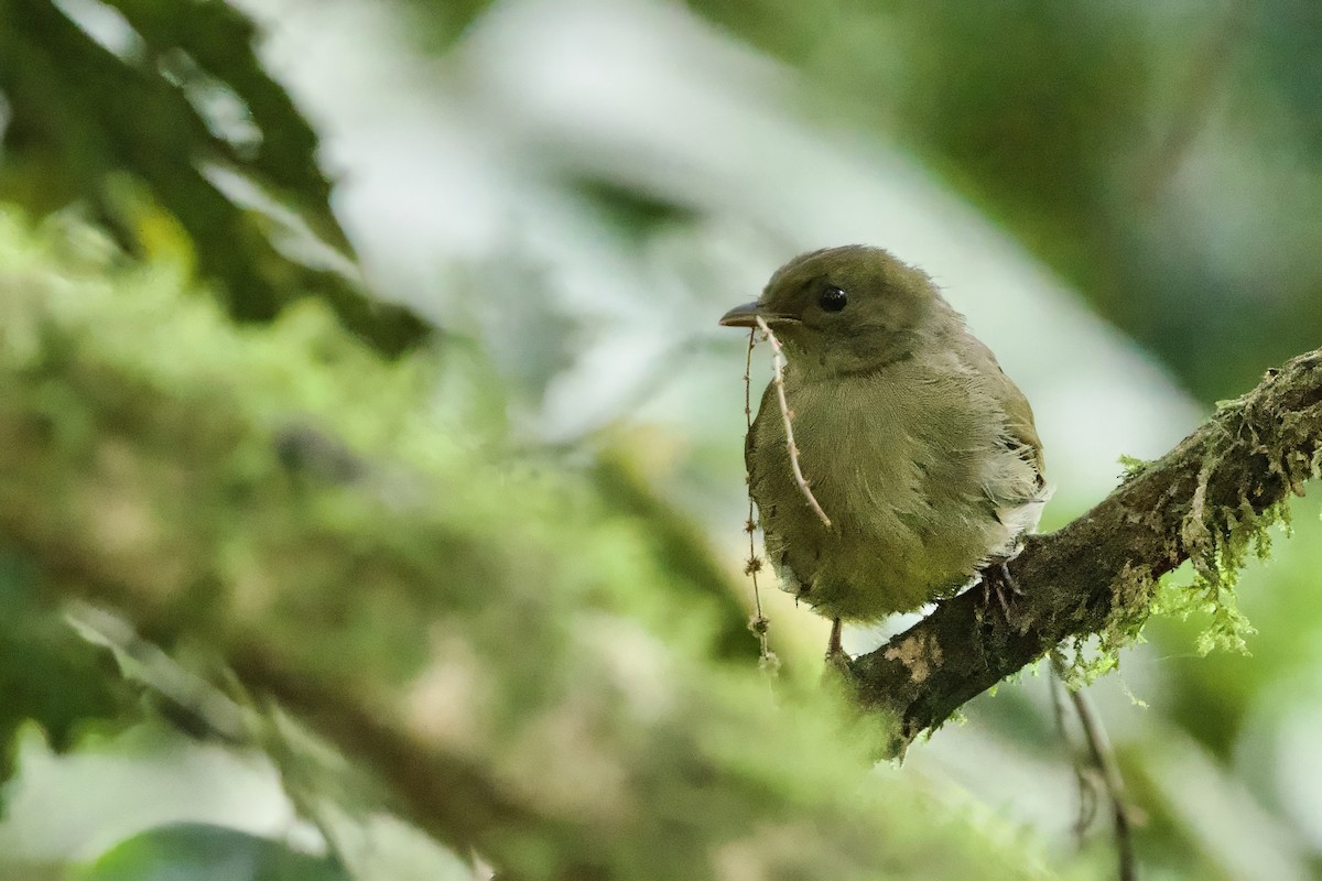 Little Greenbul - ML640691667