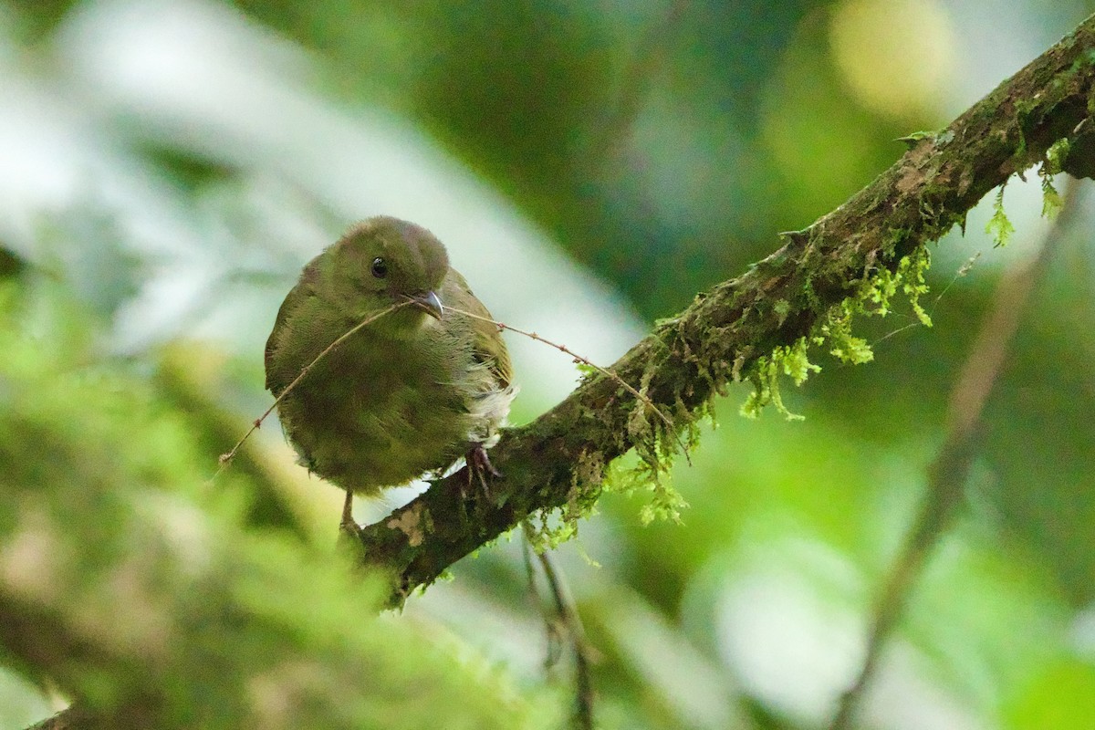 Little Greenbul - ML640691671