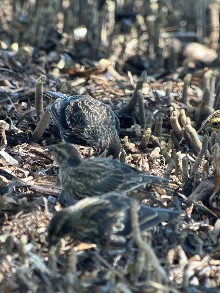 Red-winged Blackbird - ML640691687