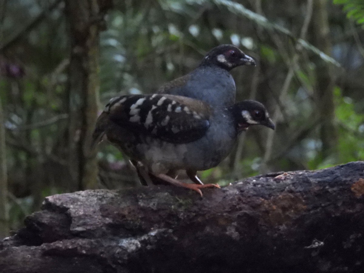 Malayan Partridge - ML640691689