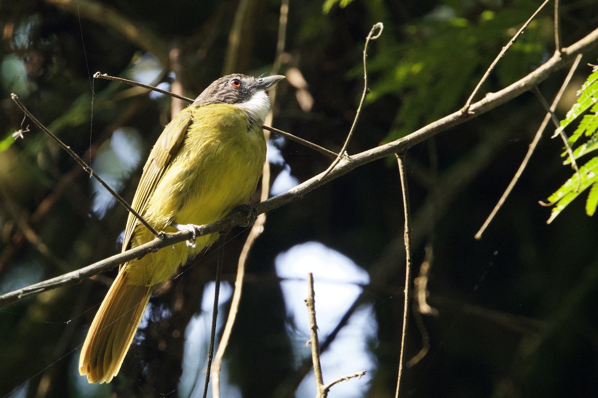 Red-tailed Greenbul - ML640691690