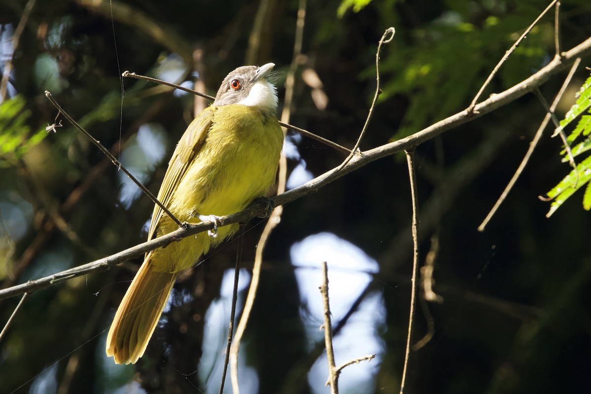 Red-tailed Greenbul - ML640691694