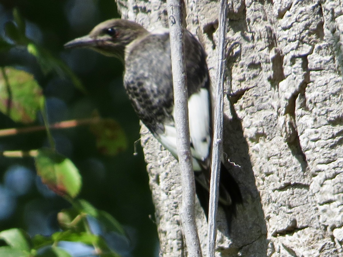 Pic à tête rouge - ML640691713