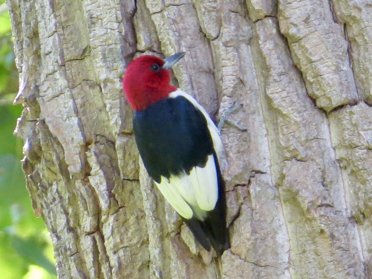 Pic à tête rouge - ML640691714