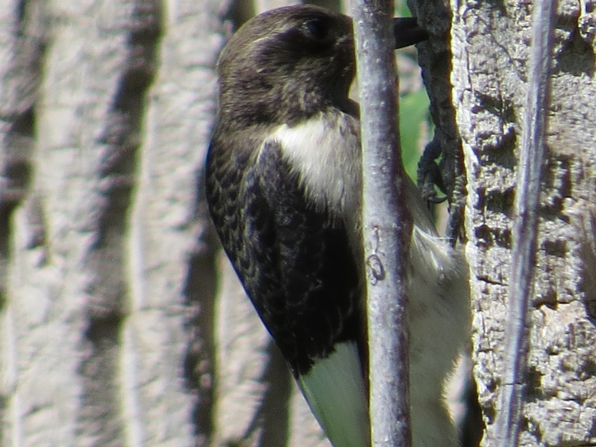 Pic à tête rouge - ML640691715