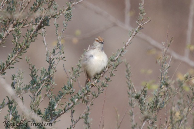 Black-chested Prinia - ML640691731
