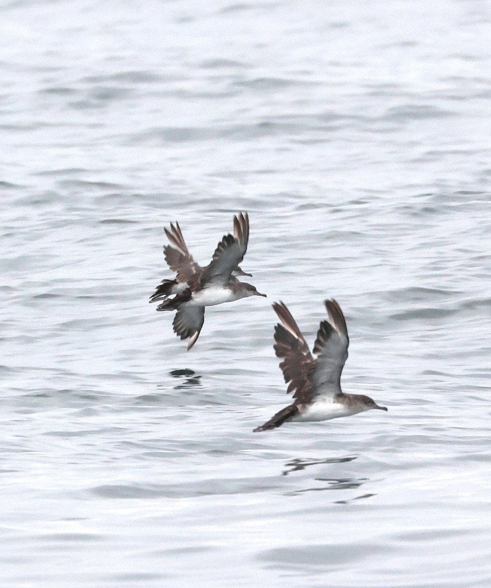 Black-vented Shearwater - ML640691736