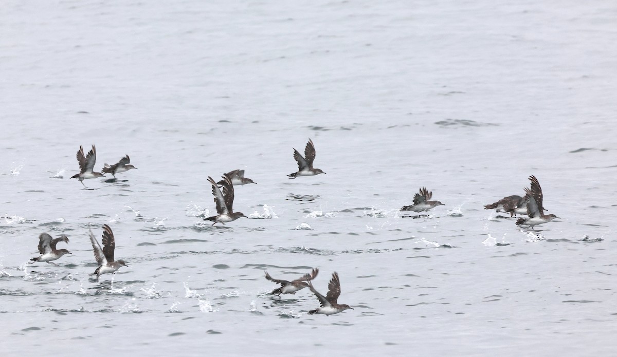 Black-vented Shearwater - ML640691737