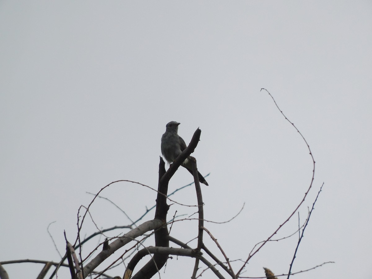 Graubauchkuckuck - ML640691748