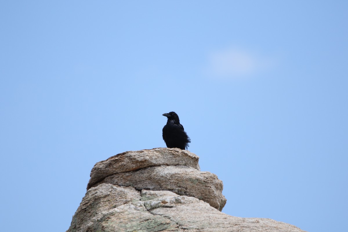 Common Raven - ML640691751