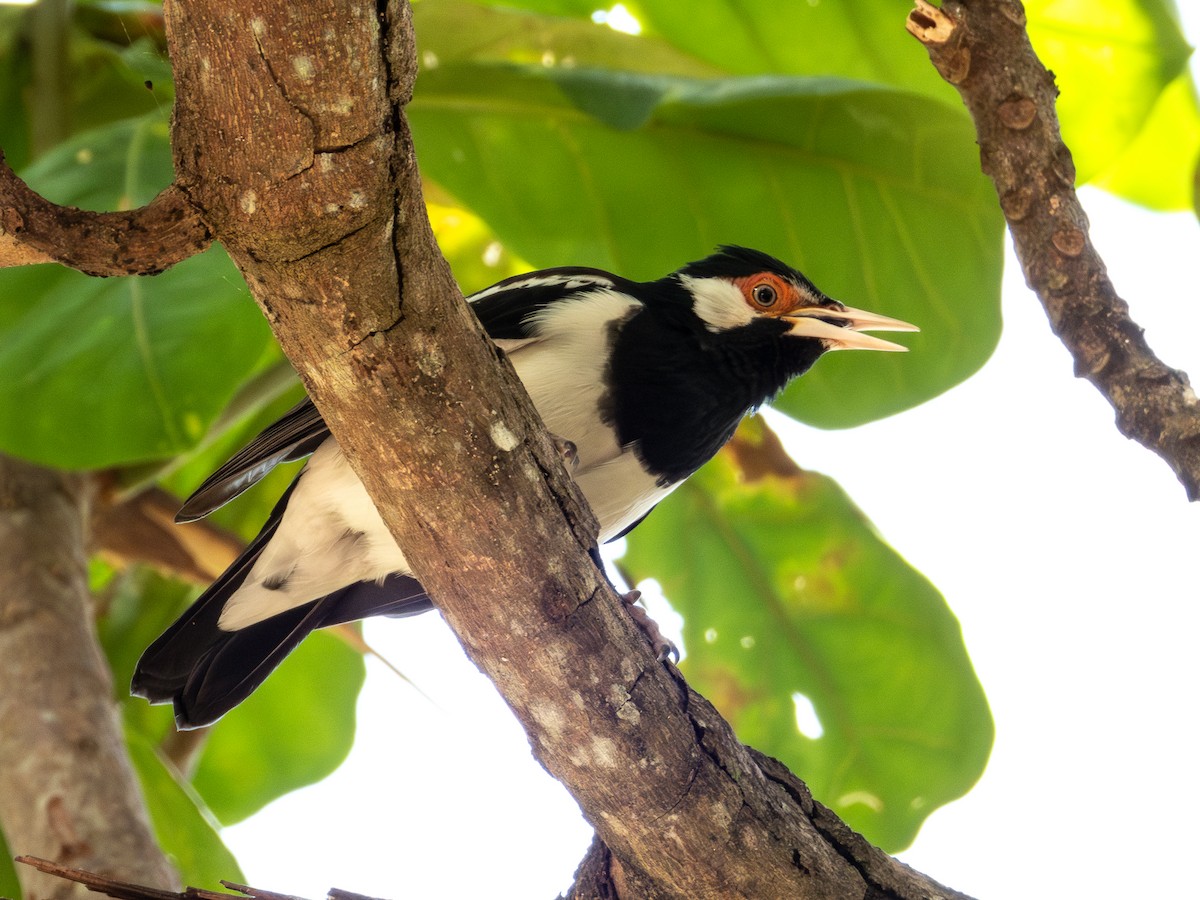 Javan Pied Starling - ML640691755