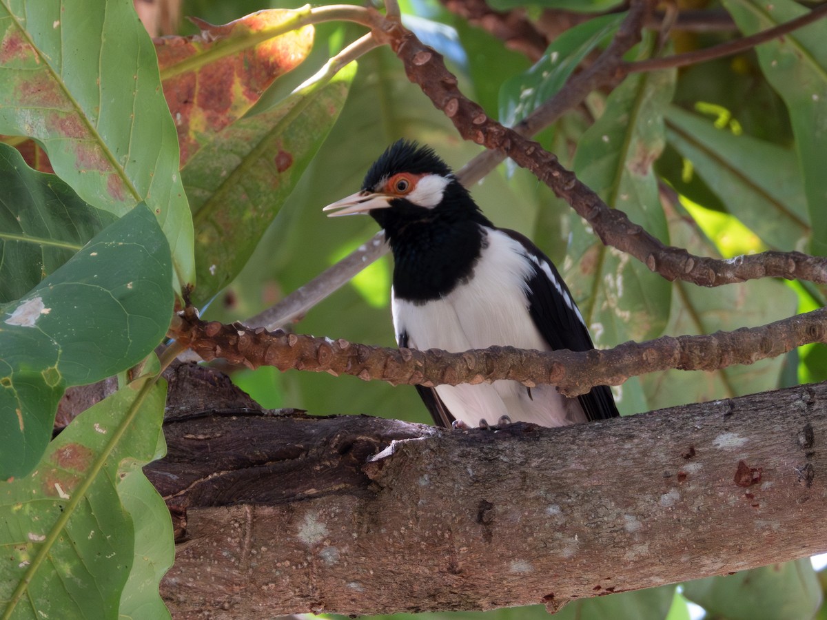 Javan Pied Starling - ML640691756