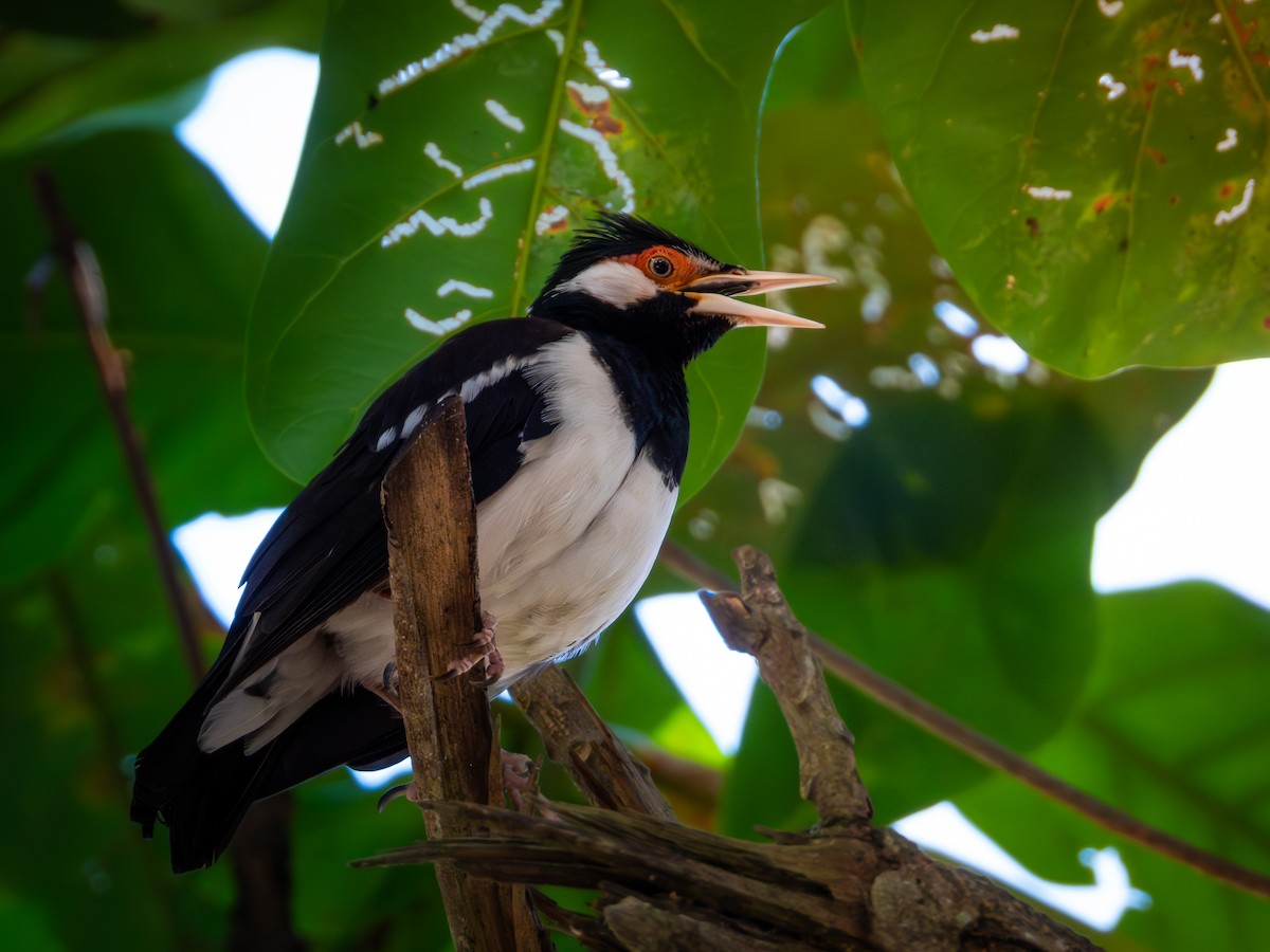 Javan Pied Starling - ML640691757
