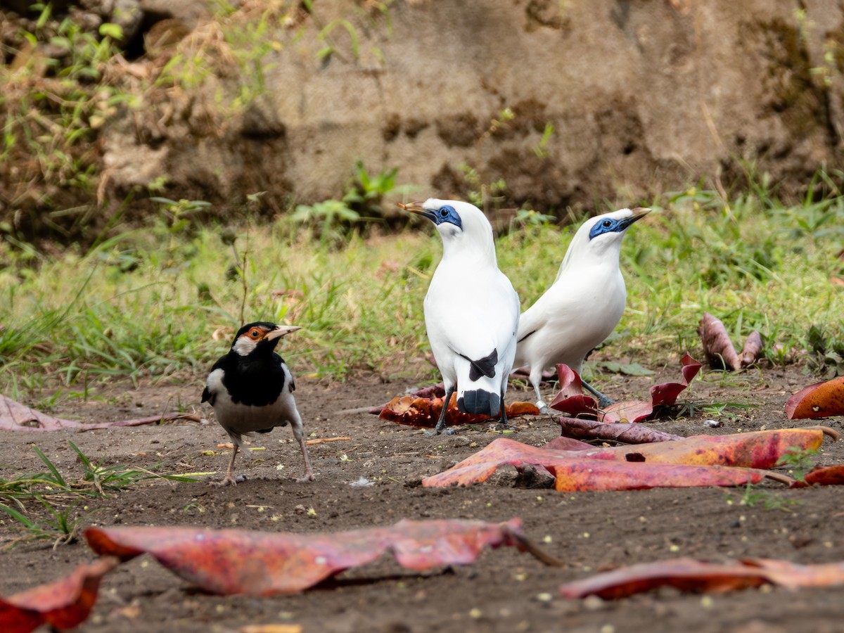Javan Pied Starling - ML640691758