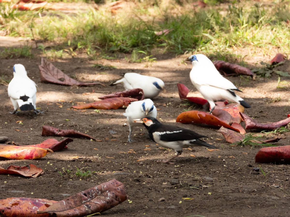 Javan Pied Starling - ML640691759