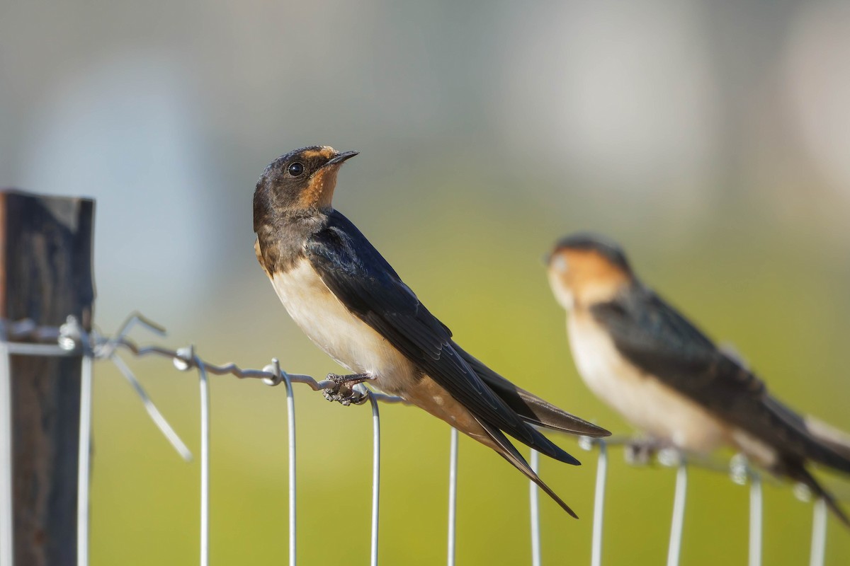 Асрын хараацай - ML640691760