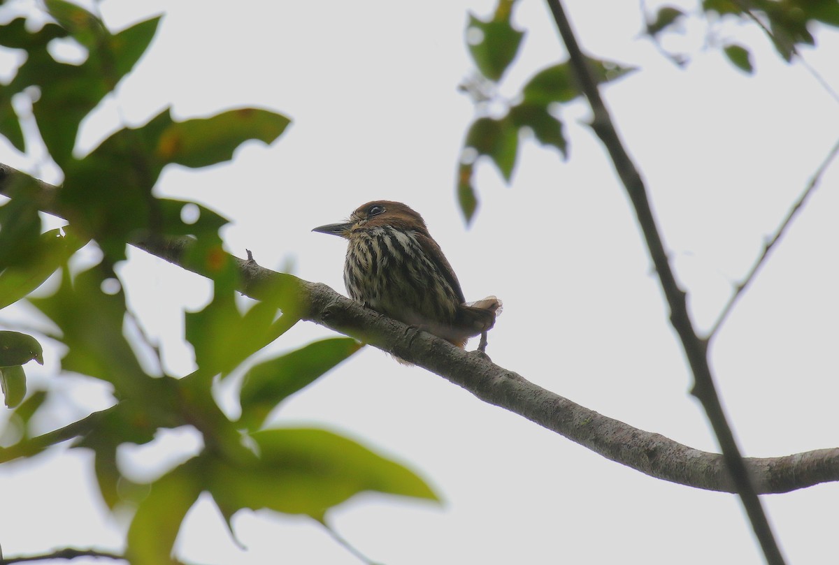 Lanceolated Monklet - ML640691778