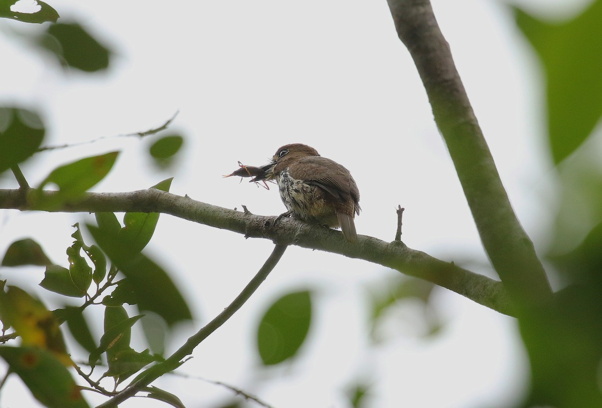 Lanceolated Monklet - ML640691779