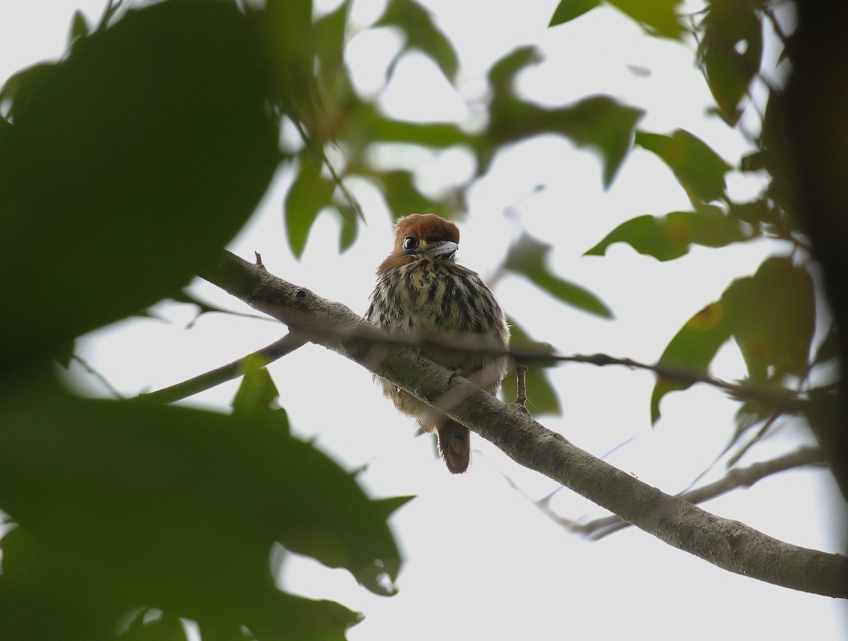 Lanceolated Monklet - ML640691780