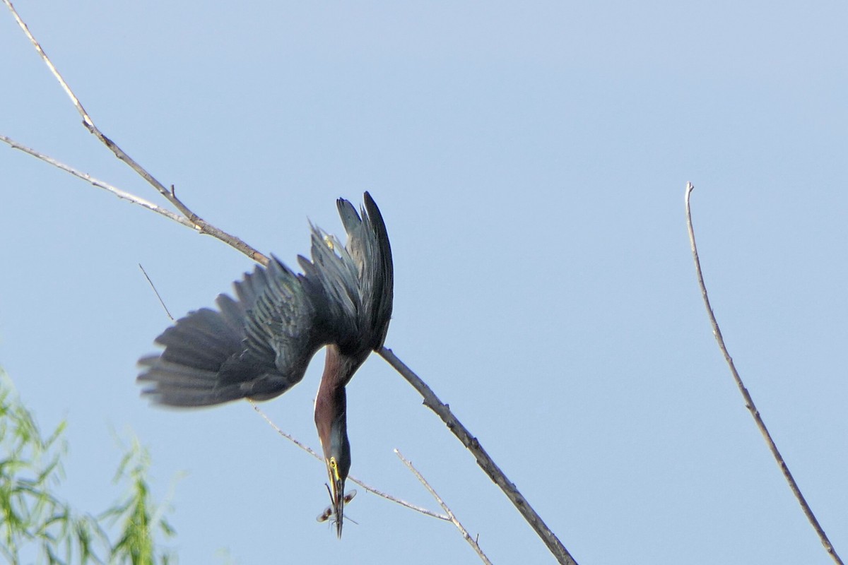 Green Heron - ML640691837