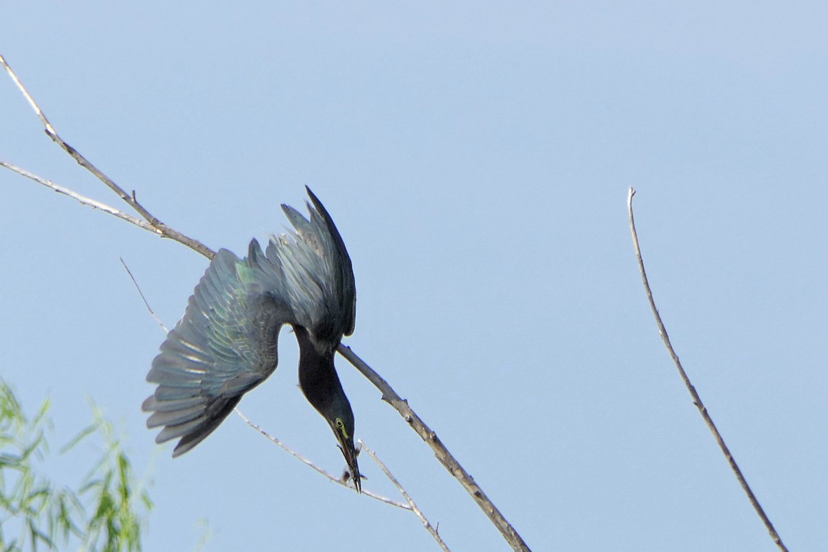 Green Heron - ML640691838