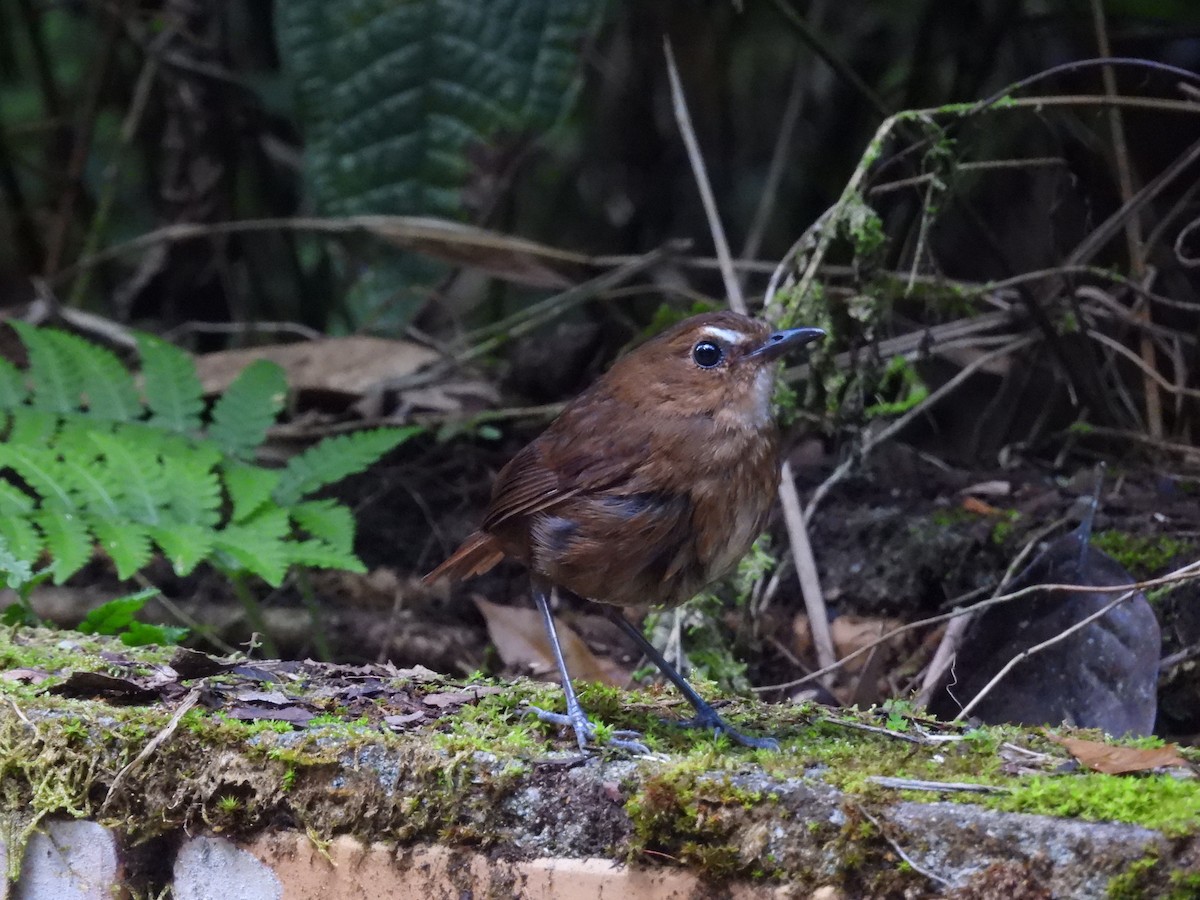 Lesser Shortwing - ML640691840