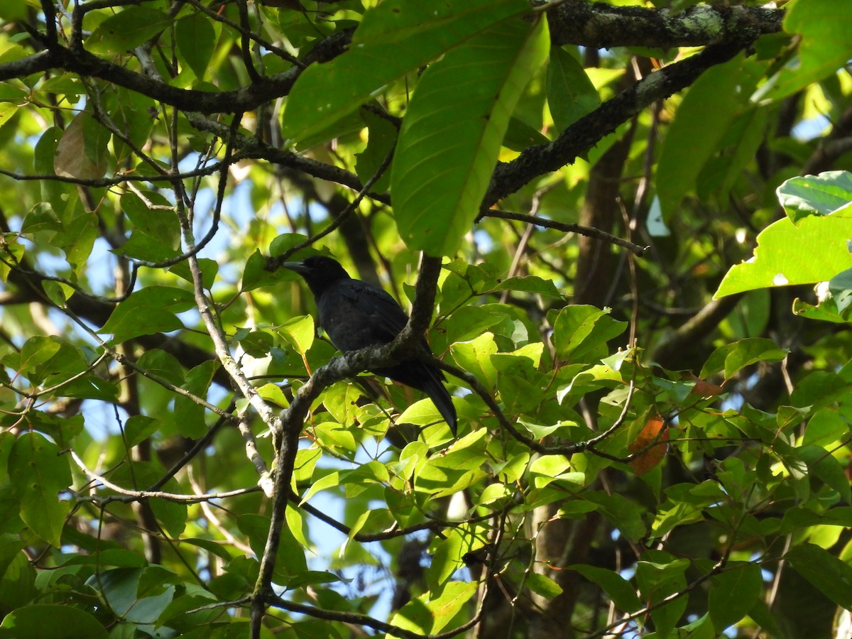Black-and-crimson Oriole - ML640691868
