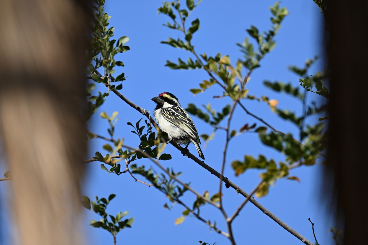 Rotstirn-Bartvogel - ML640691940