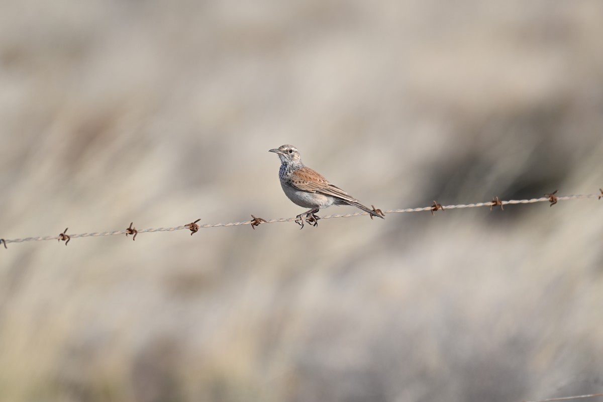 Karoo Long-billed Lark - ML640691962