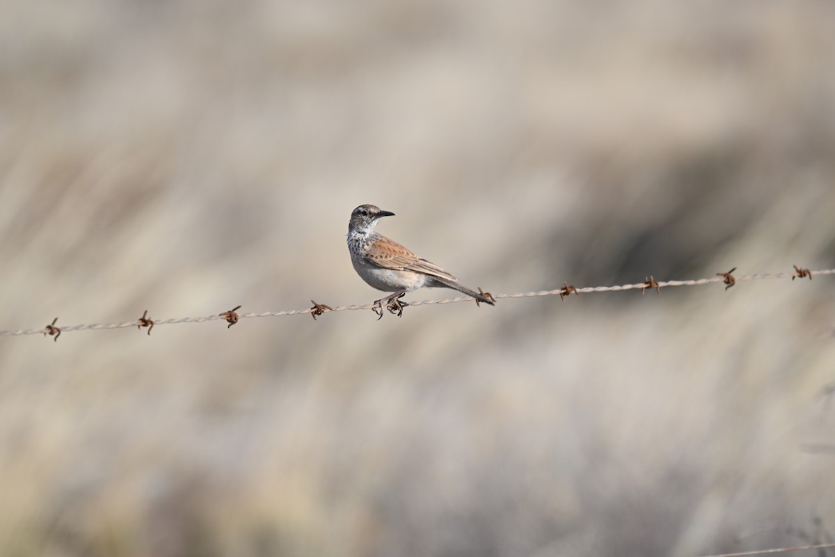 Karoo Long-billed Lark - ML640691963
