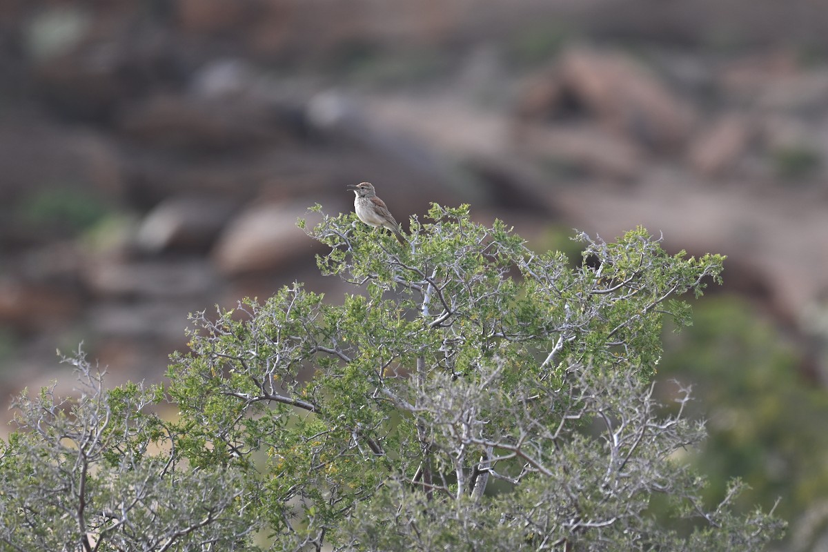 Karoo Long-billed Lark - ML640691964