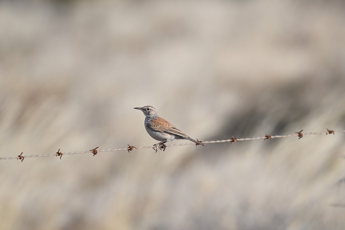 Karoo Long-billed Lark - ML640691965