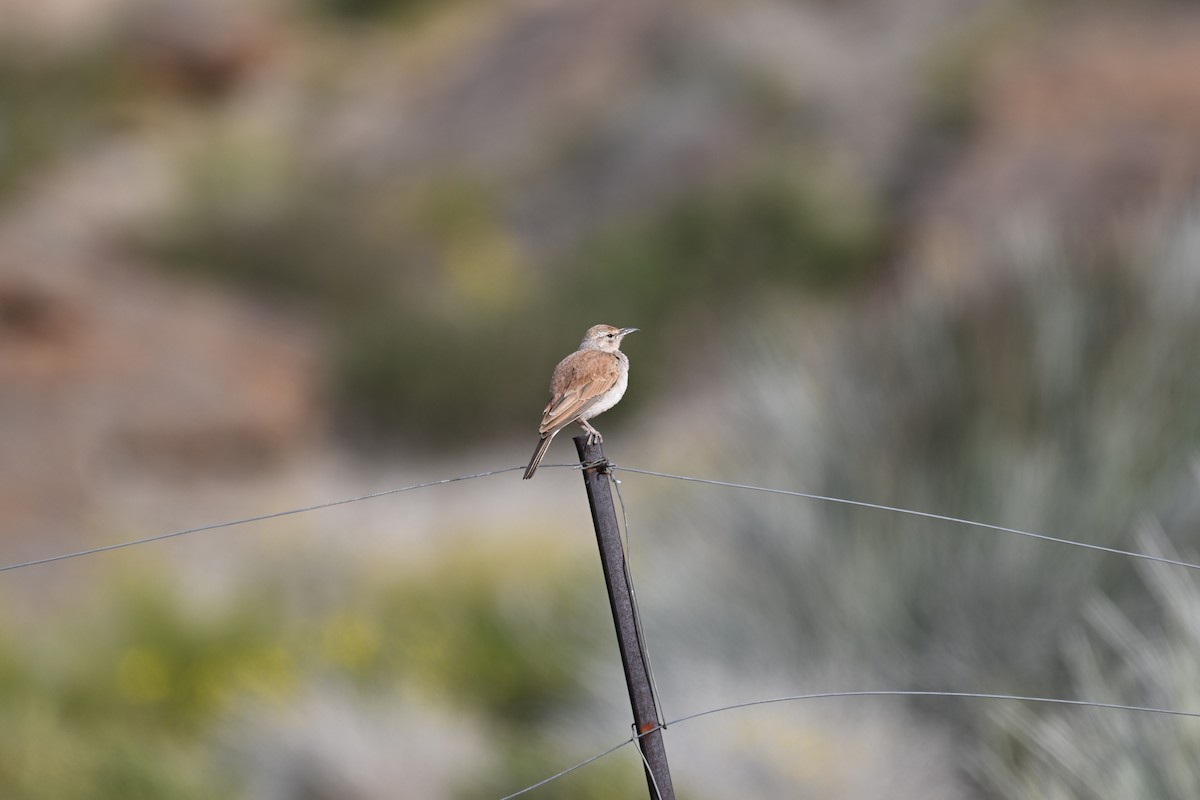 Karoo Long-billed Lark - ML640691966