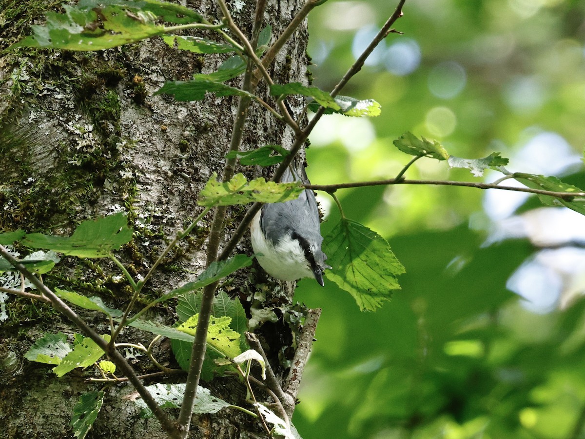 Өрнийн тоншголжин - ML640691983