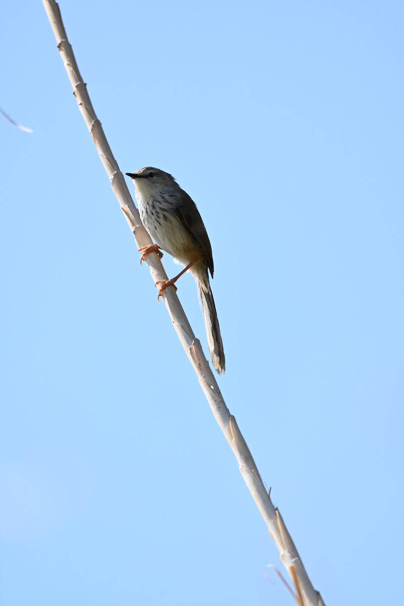 Namaqua Warbler - ML640691987