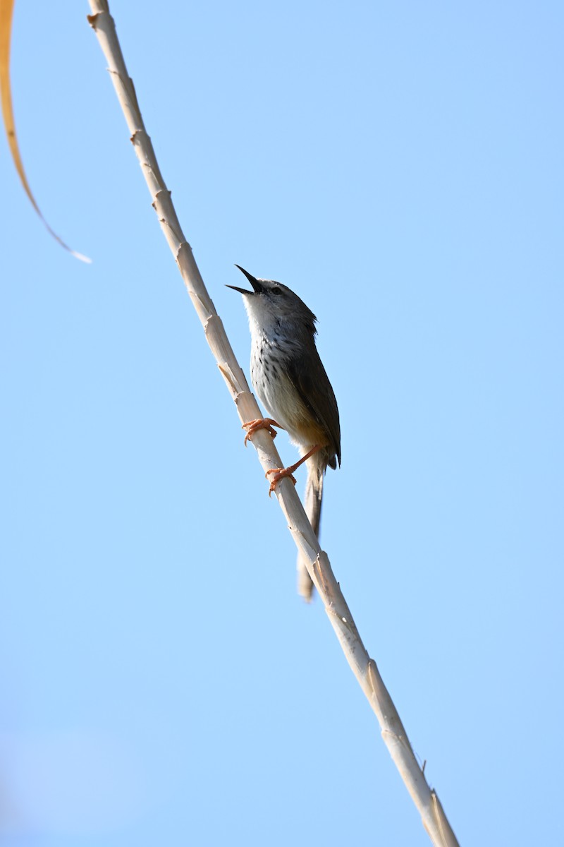 Namaqua Warbler - ML640691988