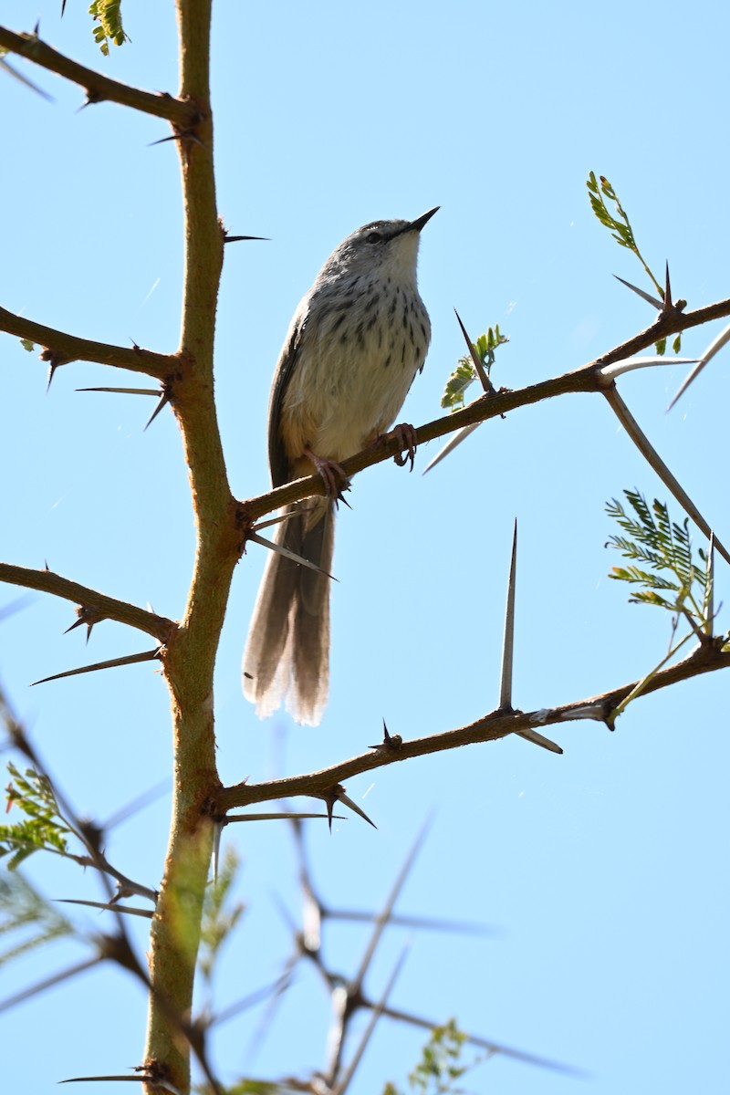 Namaqua Warbler - ML640691989